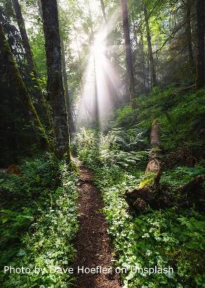 Forest with sun shining through in Issaquah, WA