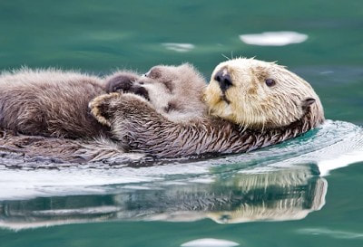 Female Sea Otter Holding Newborn Pup Out Of Water Prince William Sound Southcentral Alaska Winter 