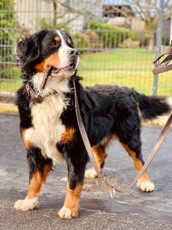 Large and fluffy Bernese mountain dog standing and holding a leash in their mouth.