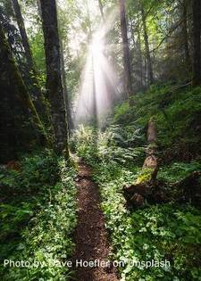 Forest with sun streaming through the trees. Issaquah, WA