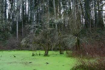 Bare trees in green wetland.