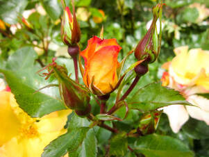 An orange and yellow rose