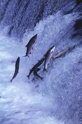 Salmon jumping in a river.